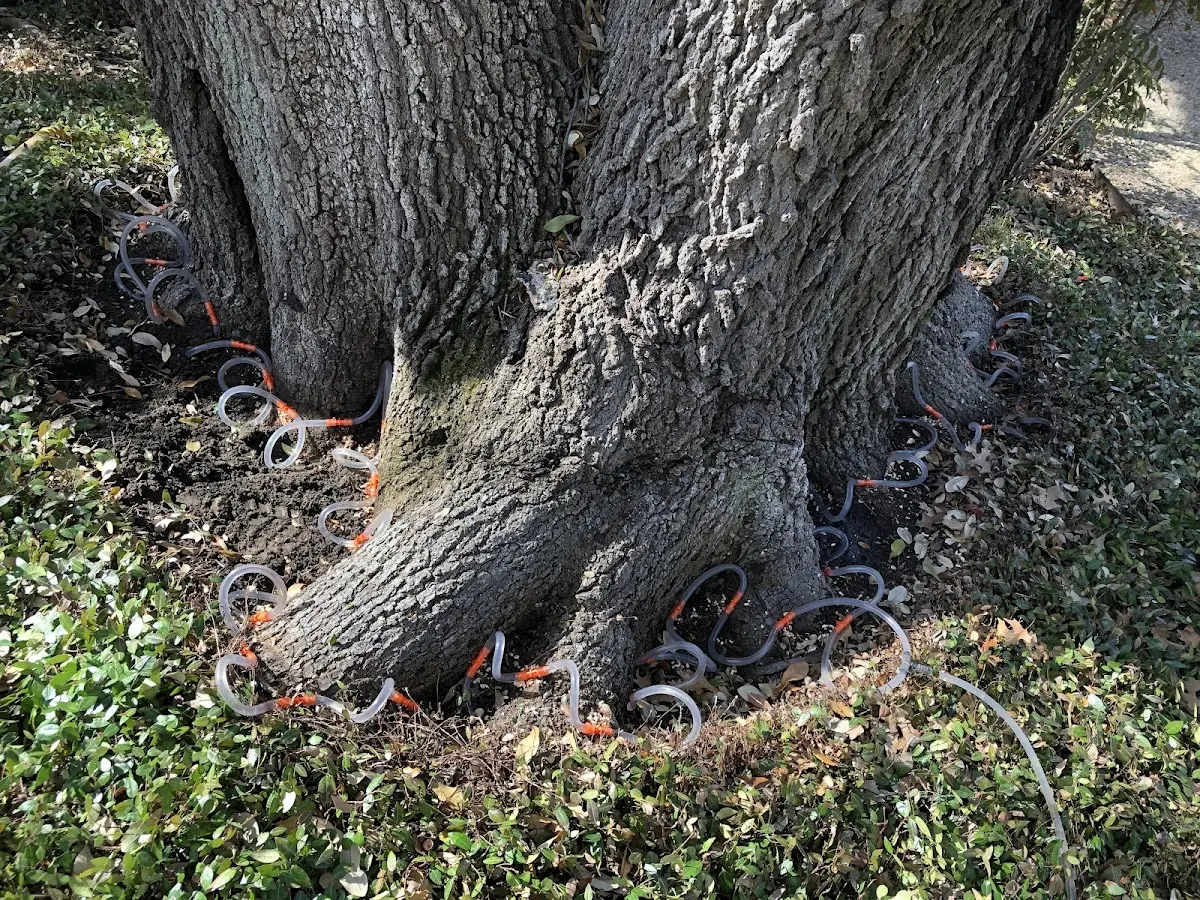 Detailed Tree Cabling and Bracing job site in Hercules