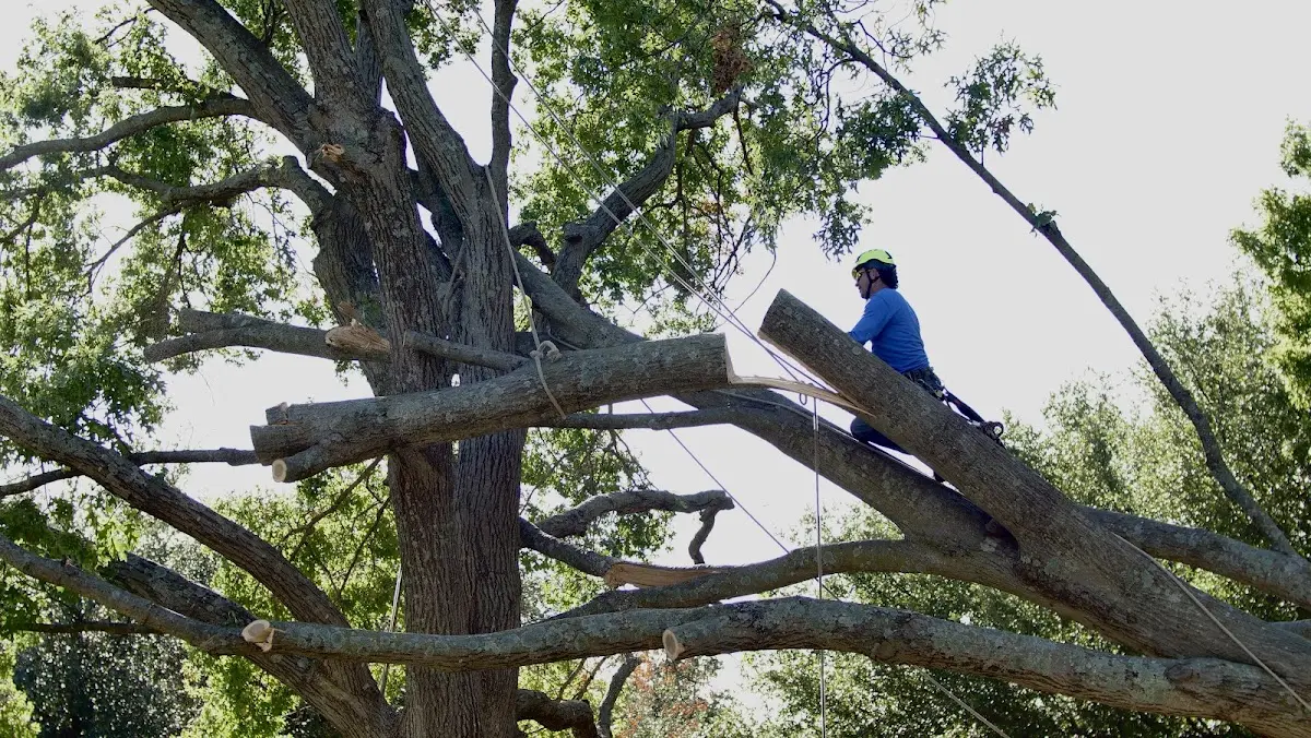 Professional Crown Thinning performed by certified arborists in Hercules